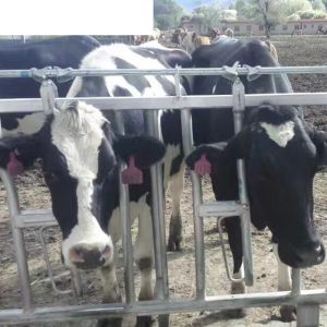 Buy cheap Customized Livestock Equipment for Dairy Cattle Sheep Horse Poultry and Fowl Farming from wholesalers