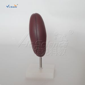 Buy cheap Medical Science Human Body Anatomy Model Human Kidney Model 20x10x7CM from wholesalers
