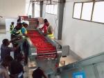 Custom Tomato Processing Line for Paste Sauce and Juice