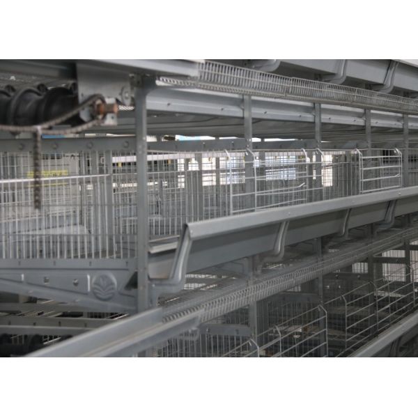 Quality High Capacity Chick Rearing Equipment U - Shaped Steel Manage Easily for sale