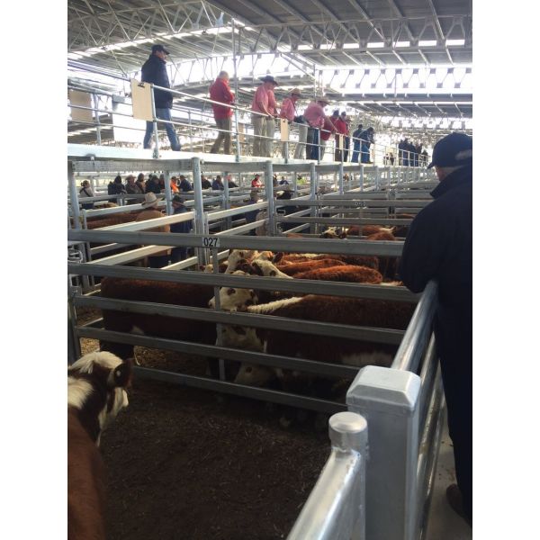 Buy cheap Heavy Duty 30pcs Bundle Heavy Duty Portable Corral Panels For Cattle & Gate for Au from wholesalers