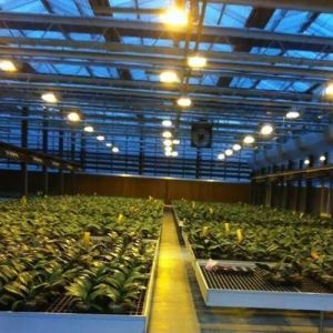 Buy cheap Controlled Environment Illuminated Planting Greenhouse with Glass Cover and Illumination from wholesalers