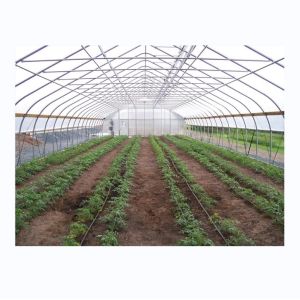 Buy cheap Cucumber Farming Small Agricultural Tunnel Greenhouse with Galvanized Steel Frame from wholesalers