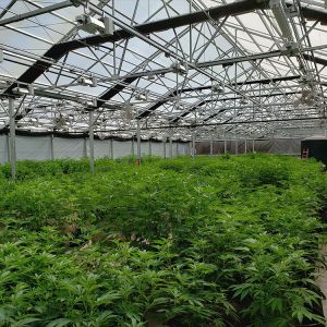 Buy cheap Customizable Width Height and Length for Automatic Blackout Greenhouse to Fit Your Space from wholesalers