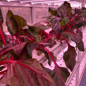 Buy cheap LED Light Indoor Hydroponic Farm Container with Climate Control from wholesalers