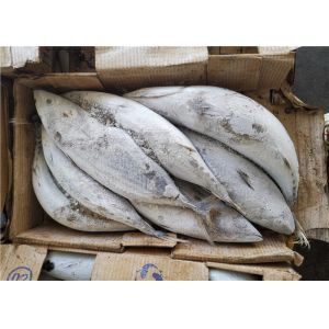 Buy cheap Katsuwonus Pelamis Bulk 2.0kg 2.2kg Frozen Skipjack Tuna from wholesalers