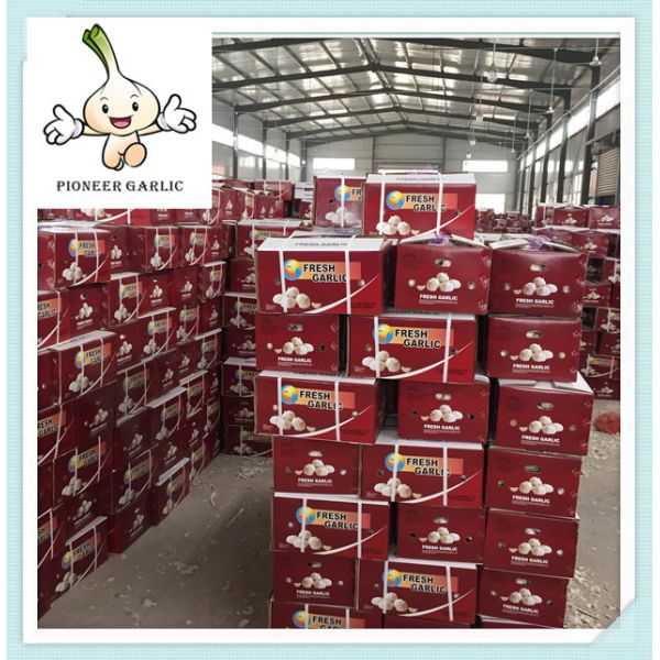 Quality New Price Chinese Fresh Garlic Top Quality Snow White Garlic High Quality Chinese for sale