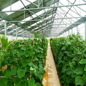 Buy cheap Galvanized Anodized Solar PV Greenhouse With Shading System from wholesalers