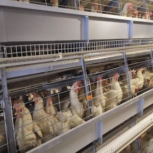 H Shaped Small Stacked Layer Chicken Cage 6 Layers Customized