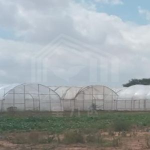 Buy cheap Professional Agricultural Tunnel Greenhouse With Rustproof Galvanized Frame from wholesalers