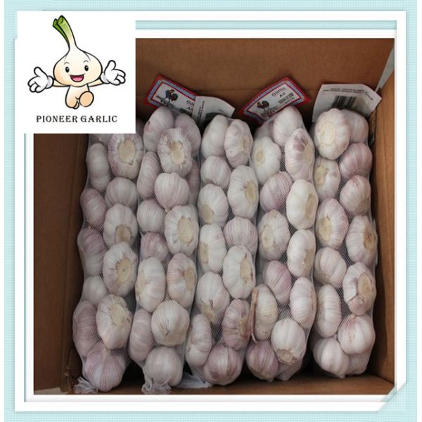 Buy cheap High quality Fresh Garlic fresh chinese 3p pure white garlic from wholesalers