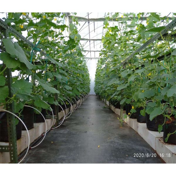 Hot Dipped Galvanized Steel Pipe Greenhouse Vent for Open Ventilation and Ridge Roof