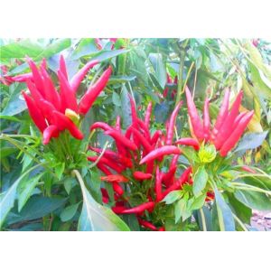 Buy cheap 8% Moisture Dried Whole Red Chilies from wholesalers