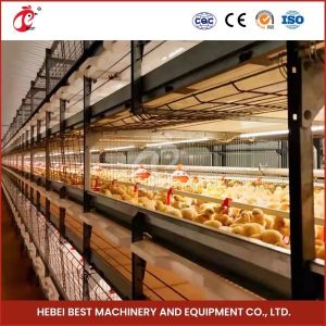 Buy cheap 96-128 Chickens Broiler Chicken Cage Fully Automatic Mia from wholesalers