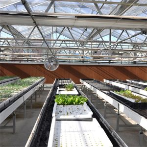 Buy cheap Venlo Automated Plant Hydroponic Tempered Glass Greenhouse Multi Span Agricultural from wholesalers