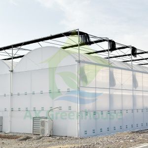 Multi-span Film Blackout Greenhouse for Year-Round Vegetable Cultivation
