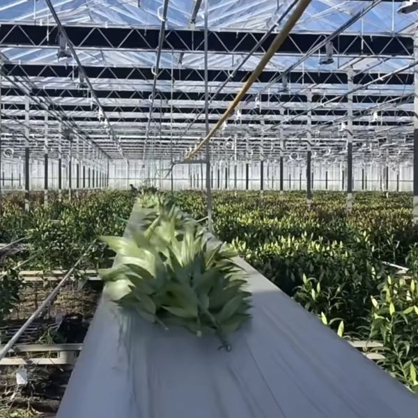 Glass Greenhouse Hydroponics System Vegetables