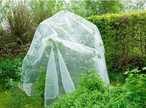 Buy cheap Agricultural Anti Insect Net for Vegetable Gardens Insect Mesh from wholesalers