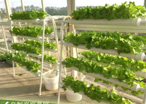 Buy cheap Agriculture Hydroponic Lettuce Growing Kit 98cm x 60cm x 103cm Easy Assemble from wholesalers