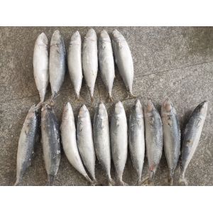 Buy cheap 3ppm Below Histamine IQF BQF Frozen Mackerel Fish from wholesalers