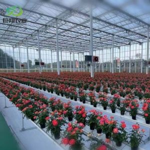 Buy cheap Customization Juxiang Greenhouse's Customizable Commercial Film and Glass product