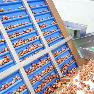 Buy cheap Advanced Sorting Precision 2.0 Tons Capacity 8-Lane Palm Dates Sorting Machine with CE MD ISO9001 Certificates from wholesalers