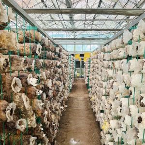 Buy cheap Double Layer Hydroponic Glass Greenhouse with Shading Screen Weight 100.000kg Package from wholesalers