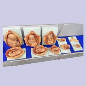 Buy cheap 11kgs 33cm Fetal Development Models For Medical Education from wholesalers