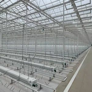 Experiment teaching tomato growing in glass greenhouse
