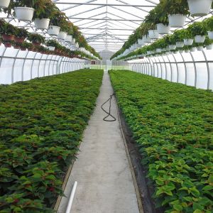 Buy cheap Agricultural Greenhouse Plastic Sheet Film Tunnel Single Span Cheap Greenhouse from wholesalers