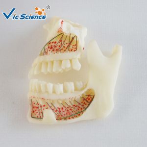 Mandible Hinge Buccal Teeth Models Dental Anatomy For Medical Teaching