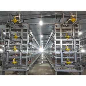 Buy cheap Layer Chicken Cage And Water System For 10000 Birds Poultry Farm  House Equipment from wholesalers