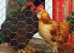 Buy cheap Yard Guard Poultry Netting Metal Wire Fence Predator Fence For Chickens from wholesalers