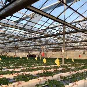 China Steel Structure Good Light Transmission Glass Greenhouse for Flower Growing JX-A00241 on sale