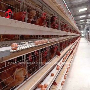 New Design H Type Automatic Chicken Cage System 96-200 Birds Capacity For
