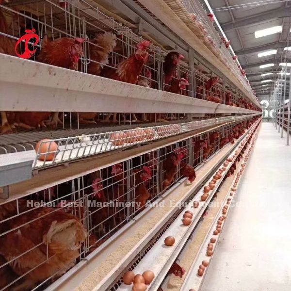 New Design H Type Automatic Chicken Cage System 96-200 Birds Capacity For