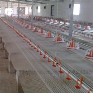 Buy cheap Automatic Water Bowl For Chickens Poultry Drinking Line Parts Stainless from wholesalers