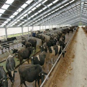 Buy cheap Easy Install Modern Cattle Shed , Prefabricated Metal Farm Barns from wholesalers