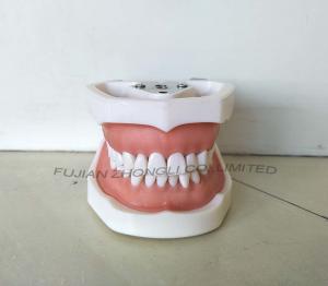 Buy cheap Prosthetic Restoration Typodont Teeth  with Removable Screw Teeth product