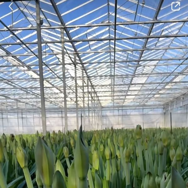 Hydroponic Vegetable Cultivation in Glass Greenhouse