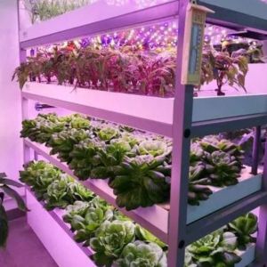 Buy cheap Multi-Span Container Greenhouse for Hydroponic System and Vertical Farming Advantages from wholesalers
