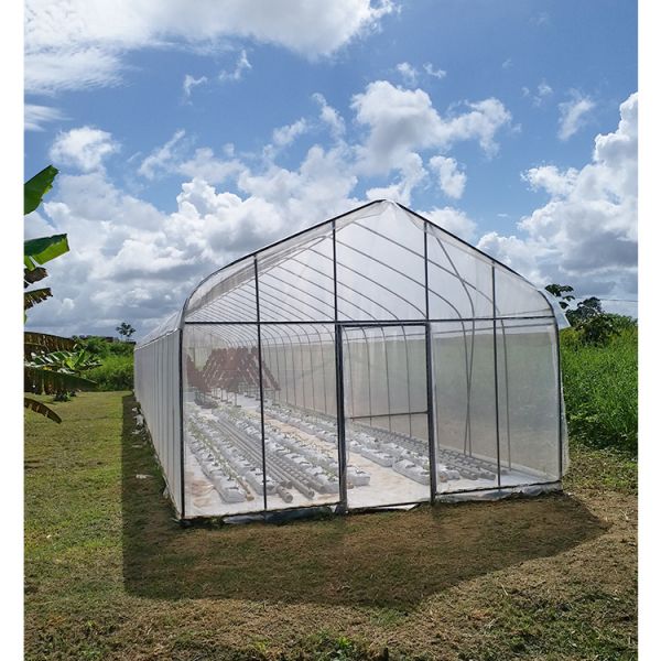 Quality Single Span Greenhouse 8-12m Width with 90mph Wind Resistance for sale