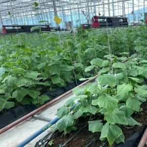Buy cheap Large Scale Farming Greenhouse Multi Span Hydroponic Growing System at Affordable from wholesalers