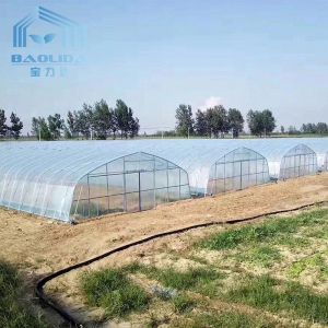 Buy cheap Hot Aluminized Zinc Single Span Plastic Film Greenhouse 8m Width from wholesalers