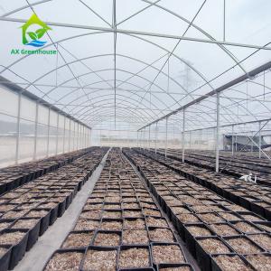 Plastic Poly Tunnel Agricultural Multi-span Blueberry Customized Greenhouse