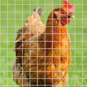 Buy cheap Latest Design Superior Quality Hot Dipped Galvanized Welded Wire Mesh pvc coated fabrics welded wire mesh from wholesalers