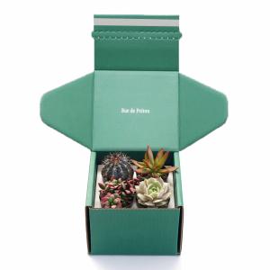Buy cheap Custom Logo Printed Paper Cactus Succulents Live Plants Packaging Shipping Box with Insert from wholesalers