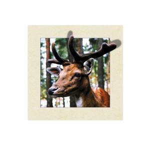 Animal Stock 5D 3D Lenticular Pictures PET Printing Service Deer image