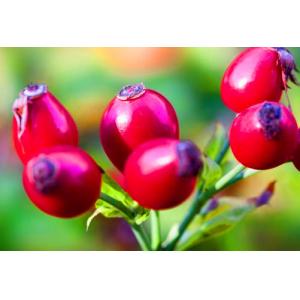 Buy cheap Rose Hips Extract Powder with 5%-20% Rose Polyphenols with rice experience in product